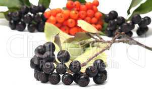Aronia and ashberry.
