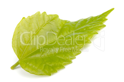 Single green leaf  on white background