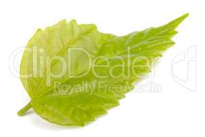 Single green leaf  on white background