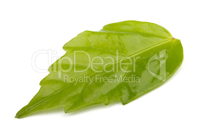 Single green leaf  on white background