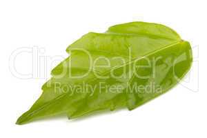 Single green leaf  on white background