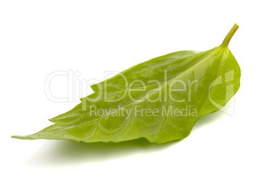 Single green leaf  on white background