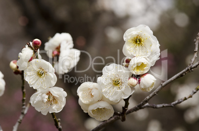 Plum flowers