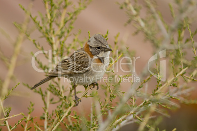 Rufous-collared Sparrow on a Branch