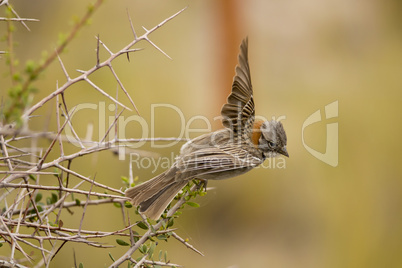 Rufous-collared Sparrow Flying