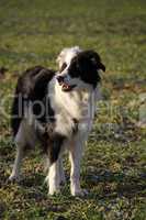 Schwarz-weisser Border Collie