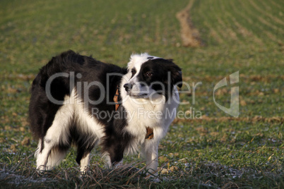 Schwarz-weisser Border Collie