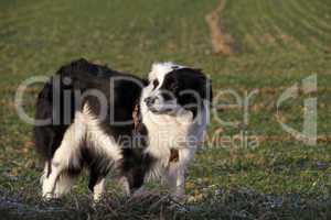 Schwarz-weisser Border Collie