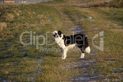 Schwarz-weisser Border Collie