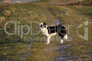 Schwarz-weisser Border Collie