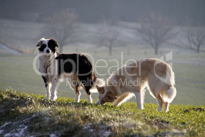 Border Collies