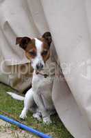 Jack Russell Terrier