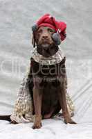 Labrador mit Bommelmütze und Schal