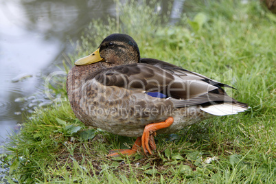 Stockente (Weibchen)