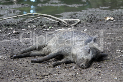 Schlafendes Wildschwein