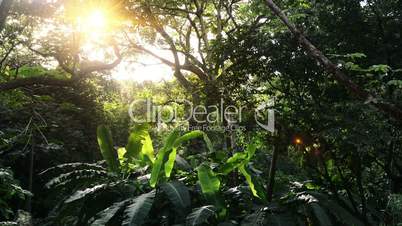 In green solar jungles of Central America