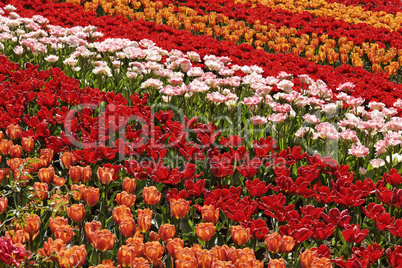 Tulpenfeld bei Lisse, Süd-Holland, Niederlande