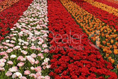 Tulpenfeld bei Lisse, Süd-Holland, Niederlande