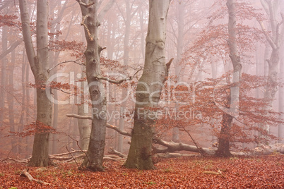 Herbstwald im Nebel, Jasmund, Rügen
