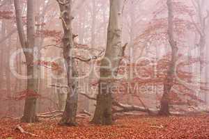 Herbstwald im Nebel, Jasmund, Rügen