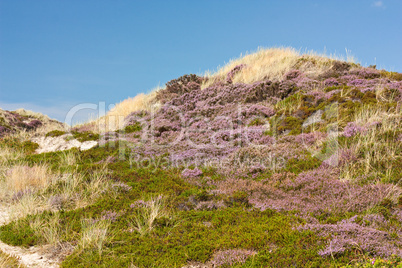 Dünen mit blühender Besenheide und Krähenbeere auf Sylt