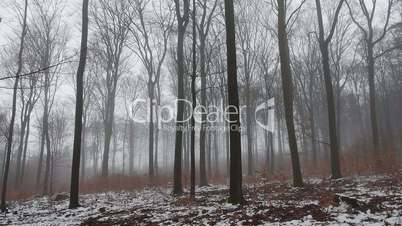 Buchenwald im Nebel