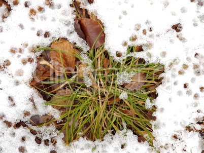 Gräser und Blätter im Schnee