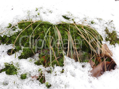 Moos und Gräser mit Schnee