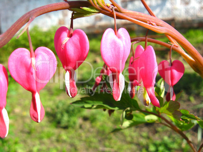 Magnificent flower of dicentra