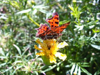 brown butterfly on the flower