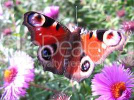 The  butterfly of peacock eye on the aster