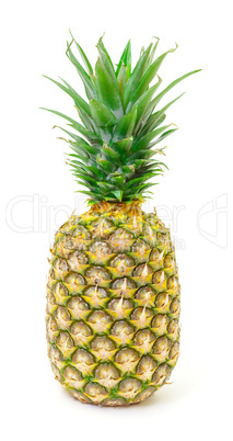 Ripe Pineapple Fruit