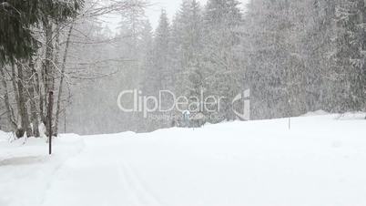 Spaziergang bei Schneefall im Wald