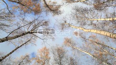 Birch trees. Low angle.