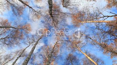 Birch trees. Low angle.