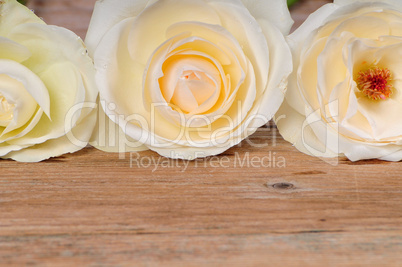 weiße Rosen auf altem Holz