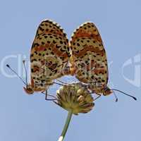 Melitaea didyma, Spotted Fritillary or Red-band Fritillary (Copula)