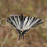 Iphiclides podalirius, Scarce swallowtail, Sail swallowtail, Pear-tree swallowtail