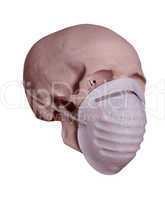 skull with surgical mask