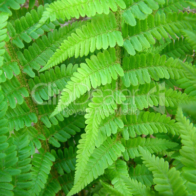 Fern picture