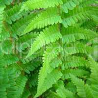 Fern picture