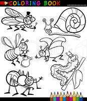 Insects and bugs for Coloring Book
