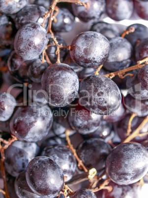 Grape picture