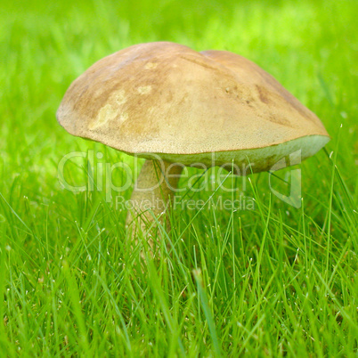 Mushroom