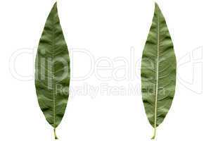 Peach leaf