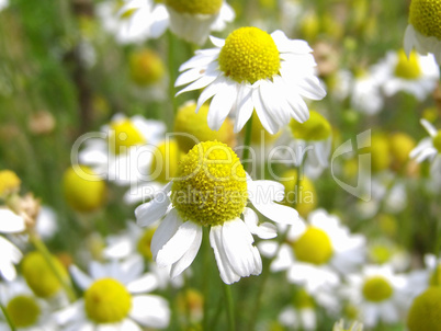 Chamomile