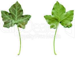 Ivy leaf