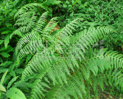 Fern picture