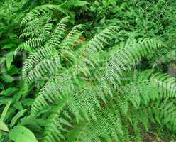 Fern picture