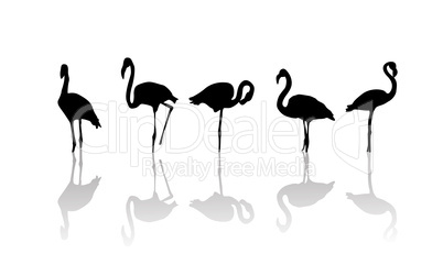 Flamingo birds